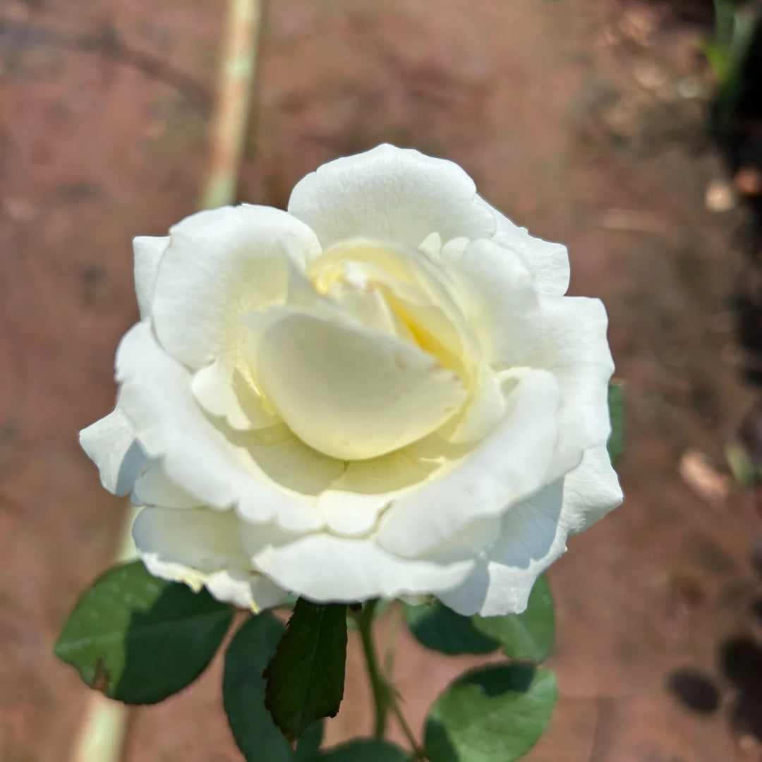 White Rose Heirloom Non-GMO Seeds for Planting – Organic Garden Seeds with High Germination