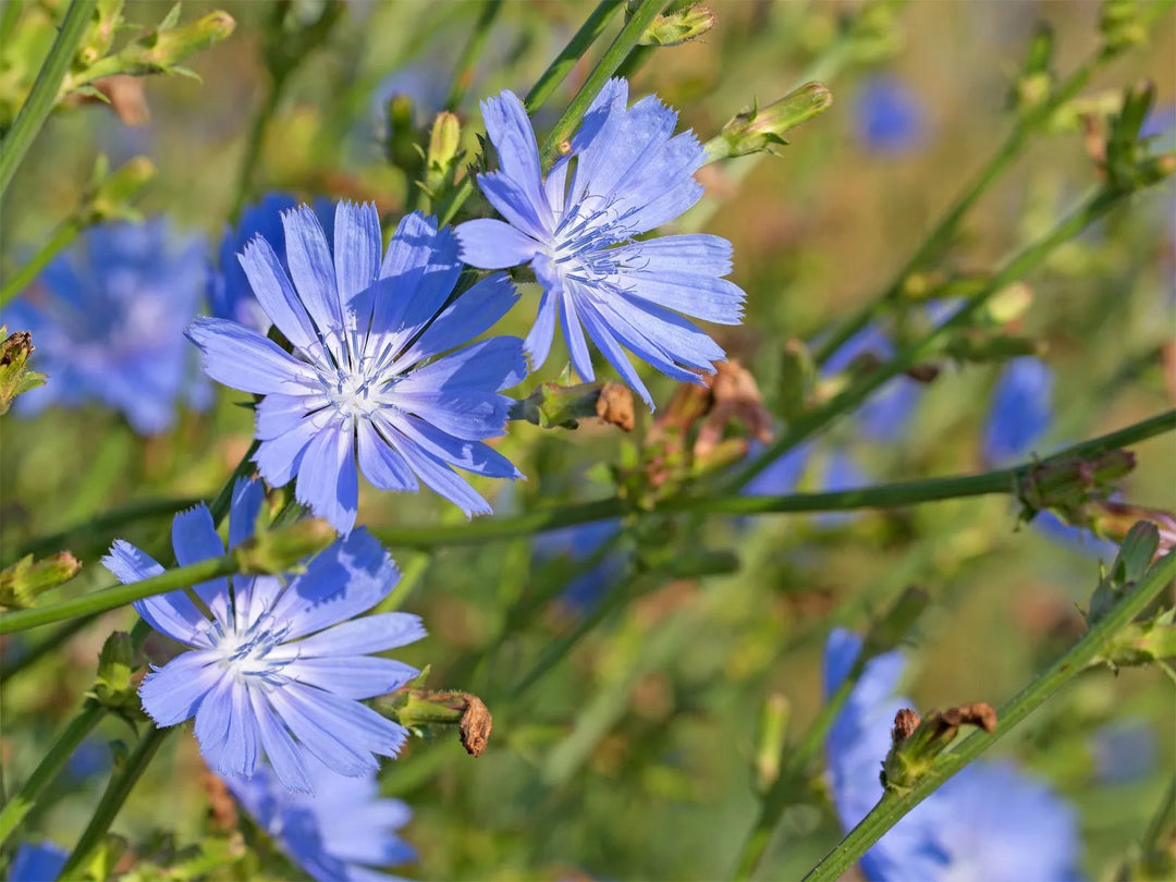 Blue Cichorium Flower Seeds for Planting, NON GMO Seeds