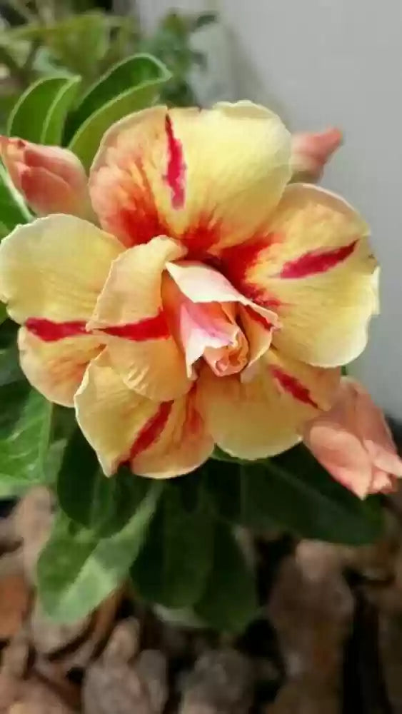 Yellow Red Bellfarm Flower Seeds for Planting – Heirloom, Non-GMO, High Germination Garden Blooms