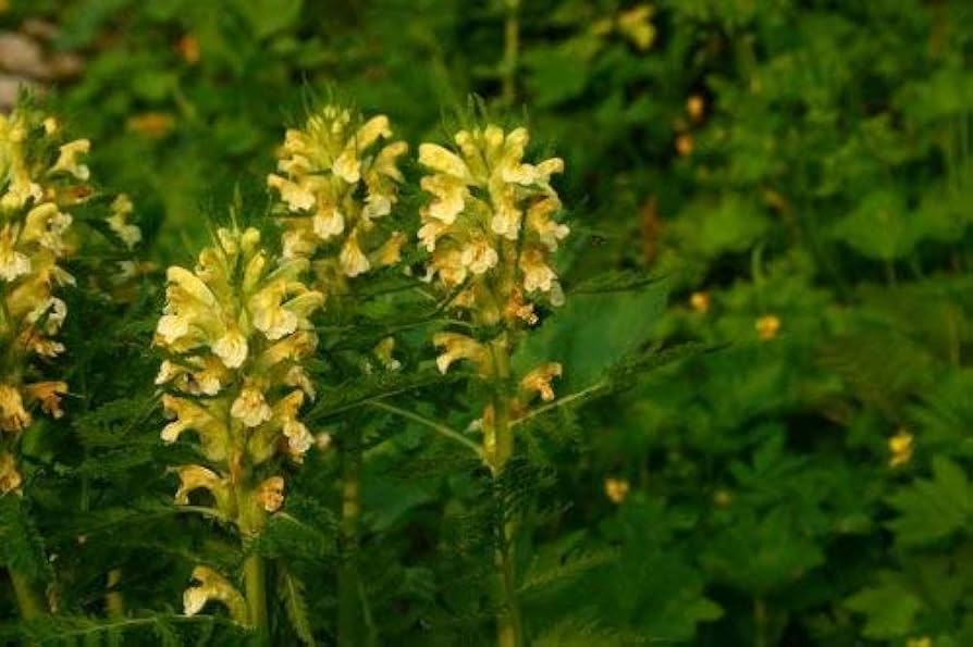 Yellow Pedicularis Lanceolata Flower Seeds for Planting – Heirloom, Non-GMO, High Germination Organic Garden Seeds