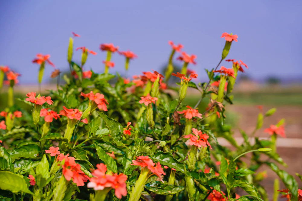 Crossandra Semi Flower Seeds for Planting – Vibrant, Non-GMO, Heat-Tolerant Blooms for Gardens & Pots