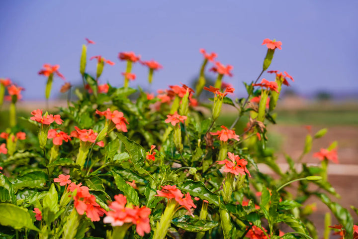 Crossandra Semi Flower Seeds for Planting – Vibrant, Non-GMO, Heat-Tolerant Blooms for Gardens & Pots