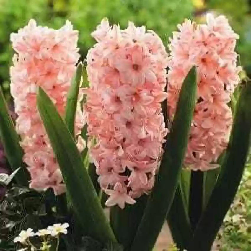 Baby Pink Hyacinth Flower Seeds for Planting - Heirloom Non-GMO High Germination Organic Garden Seeds