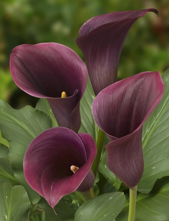 Brown Calla Flower Seeds for Planting – Heirloom, Non-GMO, High Germination Organic Garden Seeds