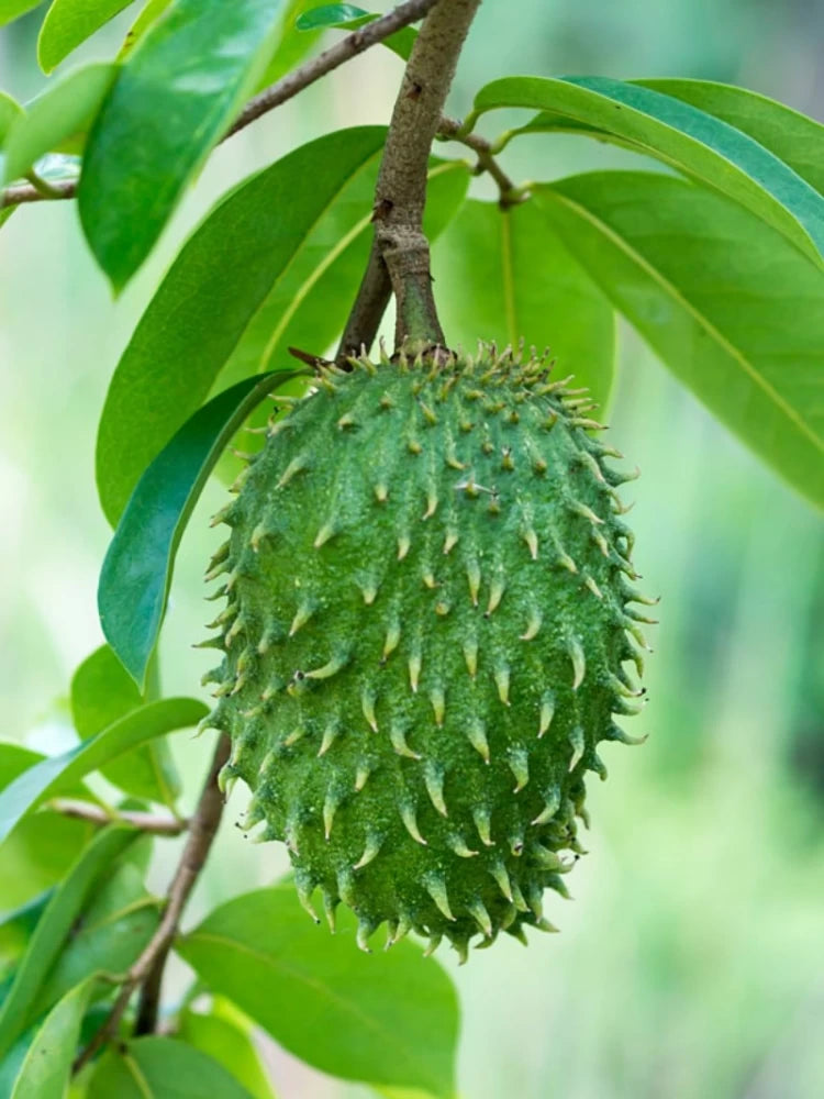Annona muricata (Sirsak/Graviola/Guanabana) Fruit Seeds for Planting – Heirloom & Non-GMO Tropical Seeds