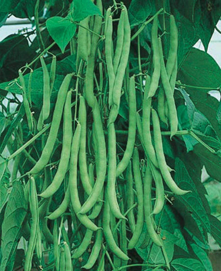 Heirloom Missouri Wonder Pole Bean Seeds – Climbing Green Beans for Planting, Non-GMO, Organic Garden Seeds
