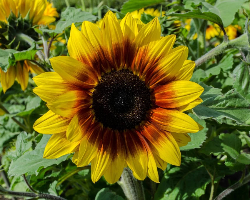 Yellow & Red Sunflower Heirloom Non-GMO Seeds for Planting – High Germination Organic Garden Seeds for Bold Blooms