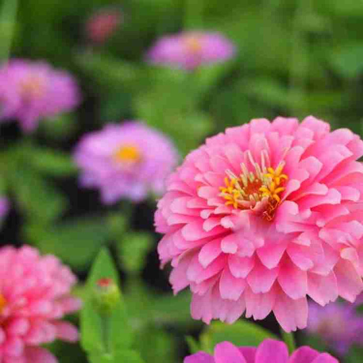Light Pink Zinnia Flower Seeds for Planting – Heirloom, Non-GMO, High Germination Organic Garden Seeds