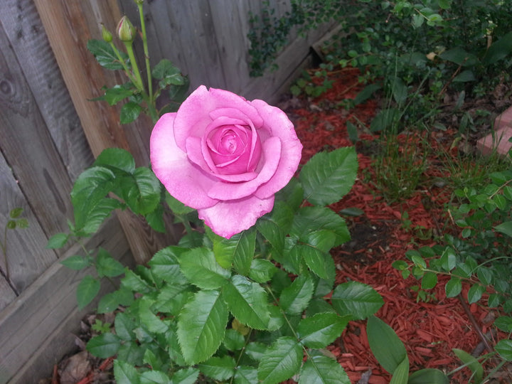 Barbara Streisand Lavender Rose Flower Seeds – Heirloom, Non-GMO, Organic Garden Seeds for Planting
