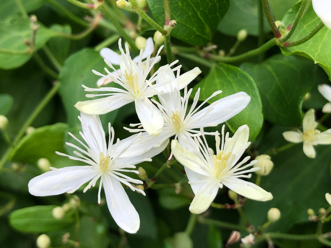 Autumn Clematis Flower Seeds for Planting – Heirloom Non-GMO Seeds, High Germination Organic Garden Blooms