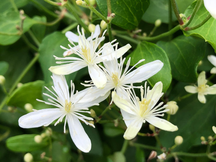 Autumn Clematis Flower Seeds for Planting – Heirloom Non-GMO Seeds, High Germination Organic Garden Blooms