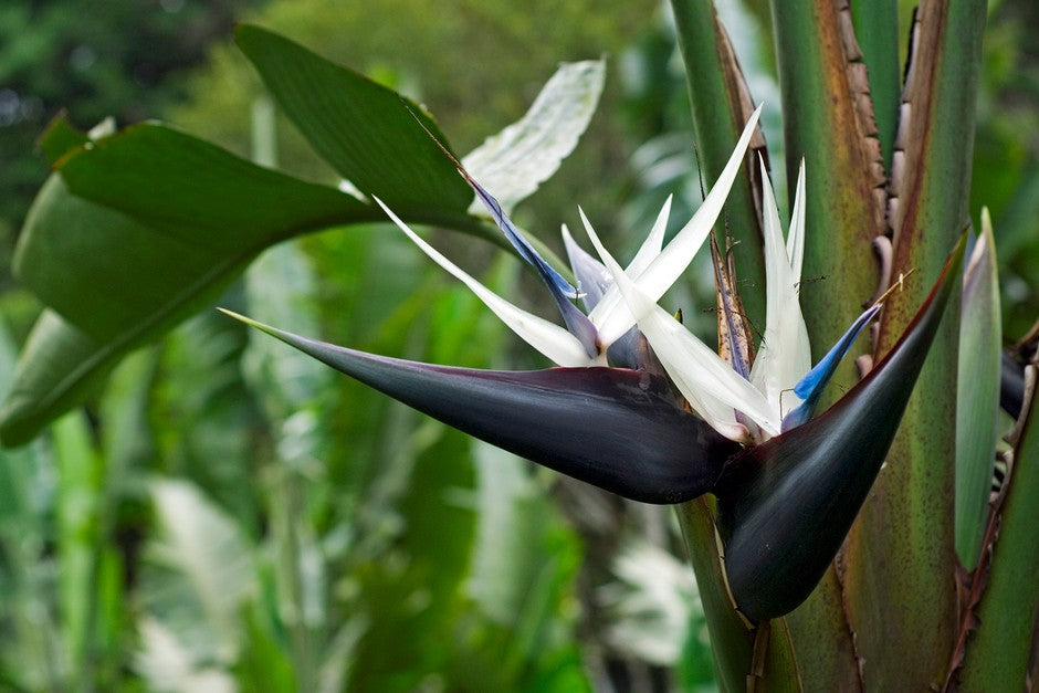 Heirloom Non-GMO Cream Strelitzia Reginae Flower Seeds  Bird of Paradise  Seeds for Home Gardens