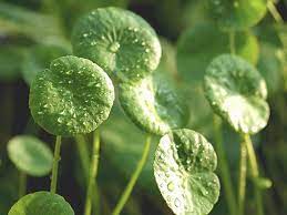 Gotu Kola (Centella asiatica) Seeds for Planting – Heirloom, Non-GMO Medicinal Herb for Brain Health, Skin & Wellness Gardens