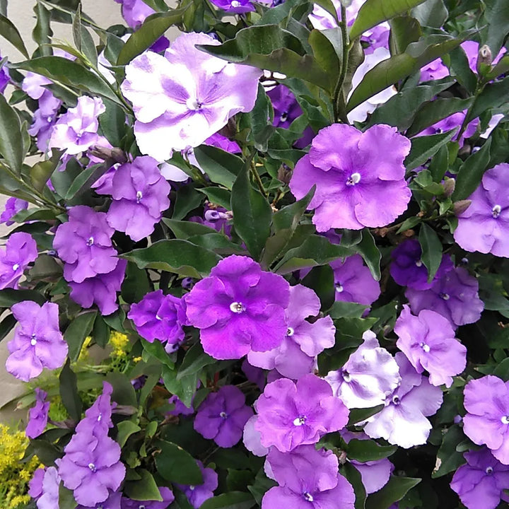 Brunfelsia Flower Seeds for Planting – Fragrant Blooms | Heirloom Non-GMO Seeds | High Germination