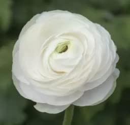 Flower Seeds, Seeds for Planting, Plant Seeds