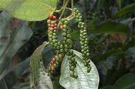 where to buy black pepper seeds for planting Black Pepper Seeds for Planting – Heirloom & Non-GMO High Germination – Neeraseeds