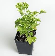 Citronella Plant Seeds for Planting – Heirloom & Non-GMO Garden Seeds –  Neeraseeds