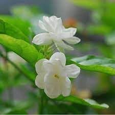 indian jasmine flower seeds Jasmine Flower Seeds – NON GMO, Heirloom – Neeraseeds