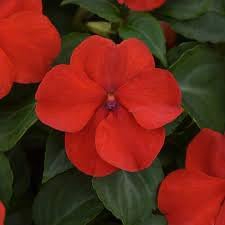 Flower Seeds, Seeds for Planting, Plant Seeds