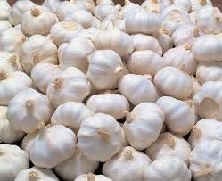 garlic plant seeds Garlic Plant Seeds for Planting - Fresh and Organic