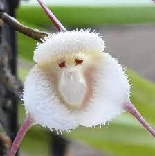 Flower Seeds, Seeds for Planting, Plant Seeds