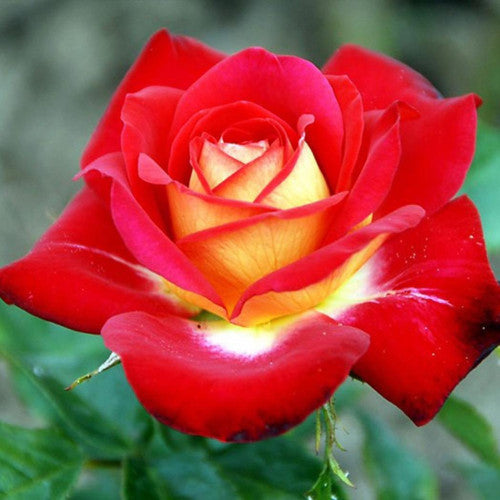 Red Rainbow Potted Rose Heirloom Non-GMO Seeds for Planting  High  Germination Organic Garden Flower Seeds