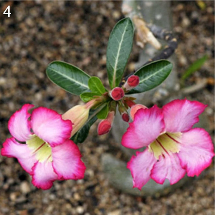 Adenium Obesum Desert Rose Seeds – Heirloom Non-GMO Seeds for Planting | High Germination Organic Garden Seeds