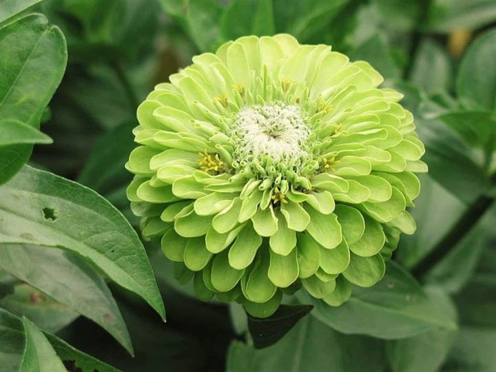 Envy Zinnia Flower Seeds for Planting – Heirloom, Non-GMO, High Germination Organic Garden Seeds