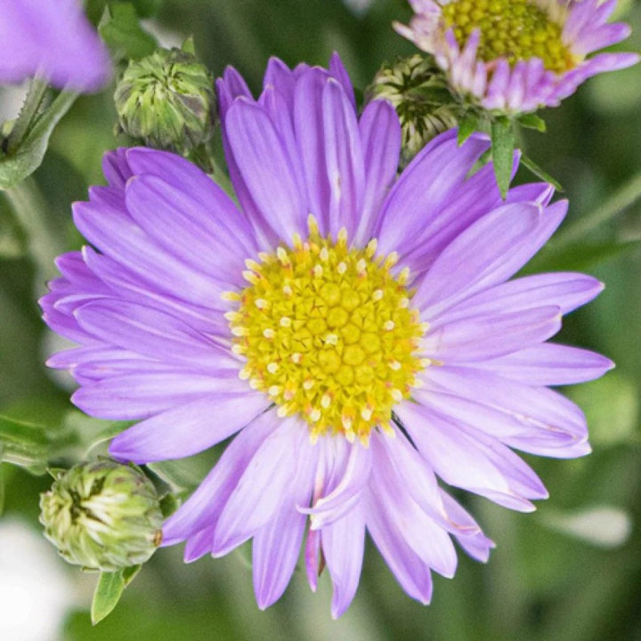 Blue Tataricus Flower Seeds for Planting | Heirloom, Non-GMO, High Germination Organic Garden Seeds for Perennial Blooms