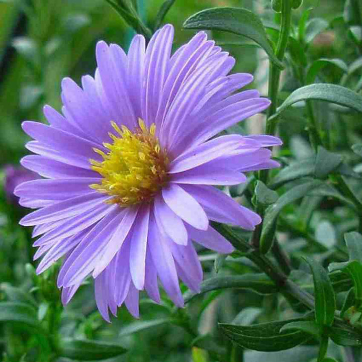 Blue Tataricus Flower Seeds for Planting | Heirloom, Non-GMO, High Germination Organic Garden Seeds for Perennial Blooms