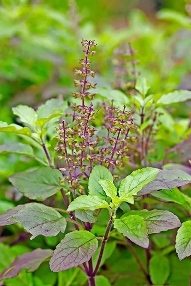 Holy Basil (Tulsi) Seeds for Planting – Heirloom, Non-GMO, High Germination Organic Garden Seeds for Medicinal & Spiritual Gardens