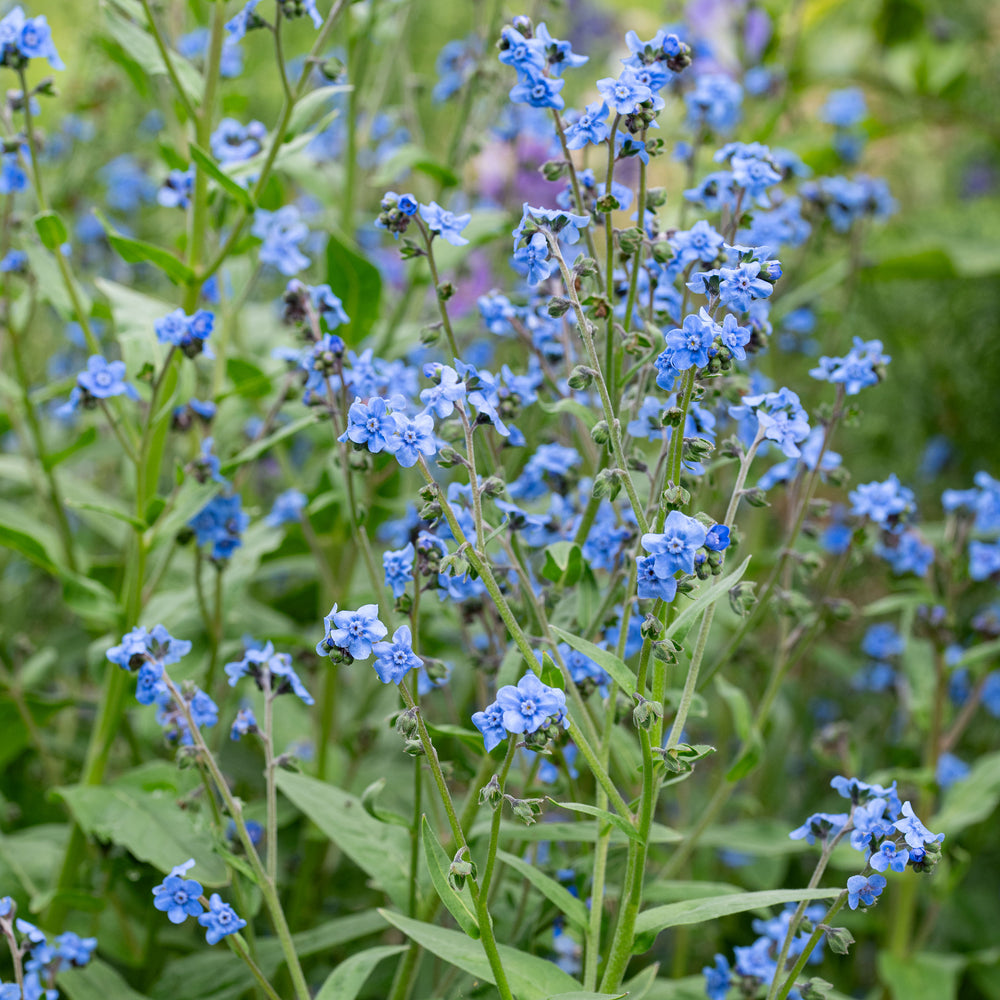 Blue Cynoglossum Amabile Flower Seeds for Planting - NON GMO Seeds