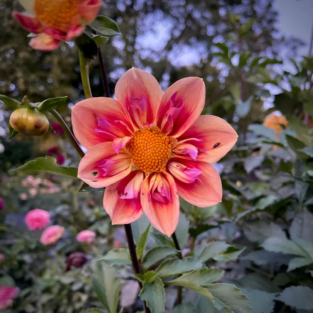 Dahlia 'Orange Hype' Collarette Flower Seeds for Planting – Heirloom and Non-GMO Garden Seeds