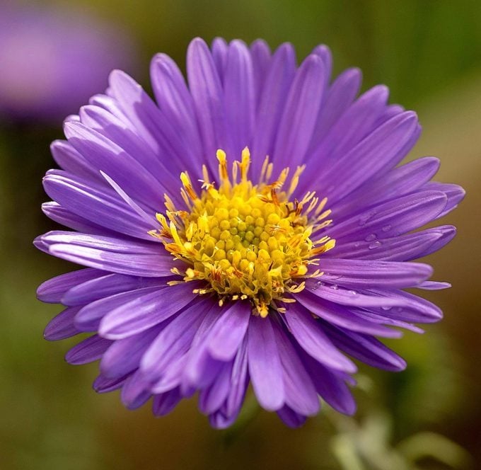 Blue Tataricus Flower Seeds for Planting | Heirloom, Non-GMO, High Germination Organic Garden Seeds for Perennial Blooms