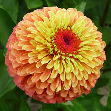 Lime Orange Zinnia Flower Seeds for Planting – Heirloom Non-GMO High Germination Garden Seeds