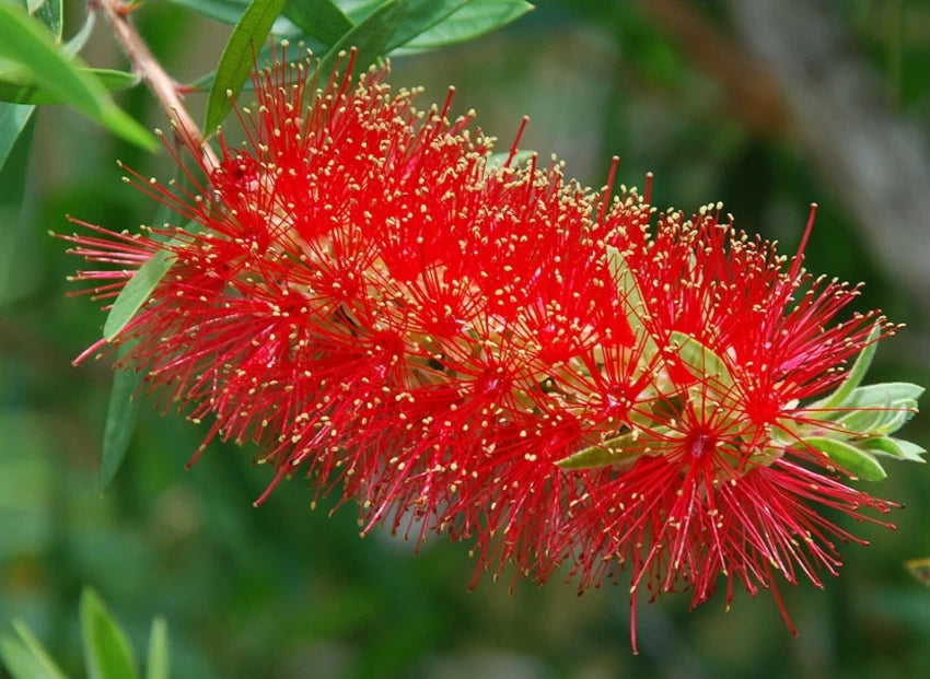 Brush Flower Seeds for Planting – Heirloom, Non-GMO, High Germination, Organic Garden Seeds