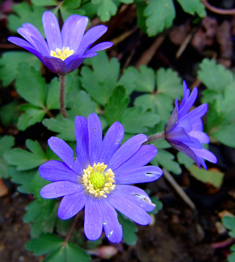 Anemone Blanda Flower Seeds for Planting – Heirloom, Non-GMO, High Germination Organic Garden Seeds