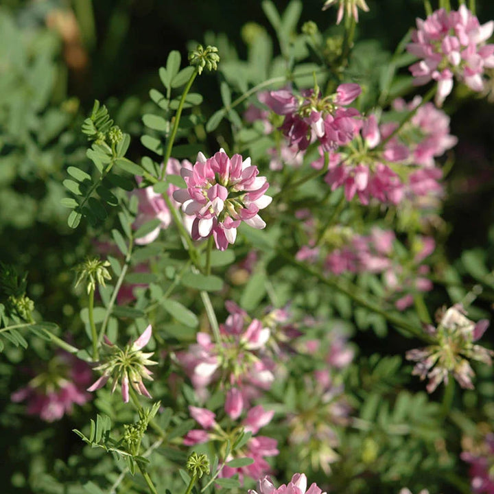 Crown Vetch Pink Flower Seeds for Planting – Heirloom, Non-GMO, High Germination Organic Garden Seeds
