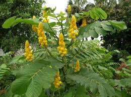 Yellow Candlestick Flower Seeds for Planting - NON GMO Seeds