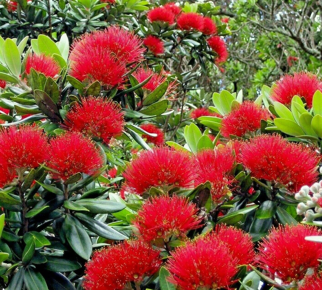 Red Pohutukawa Flower Seeds for Planting – Heirloom, Non-GMO, High Germination Organic Garden Seeds