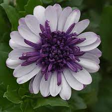 White Purple Omeris Flower Seeds for Planting – Heirloom, Non-GMO Seeds for Vibrant Garden Blooms