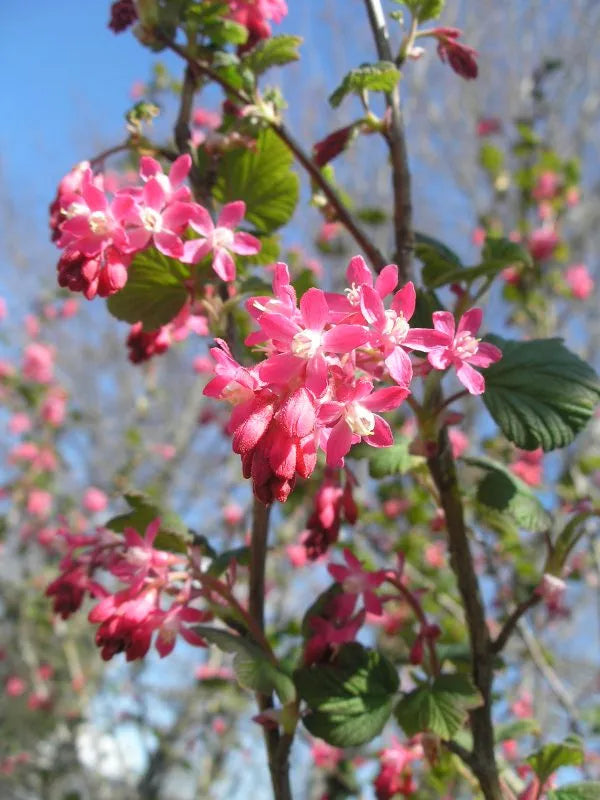 Pink Ribes Sanguineum Flower Seeds for Planting – Heirloom, Non-GMO, High Germination Organic Garden Seeds