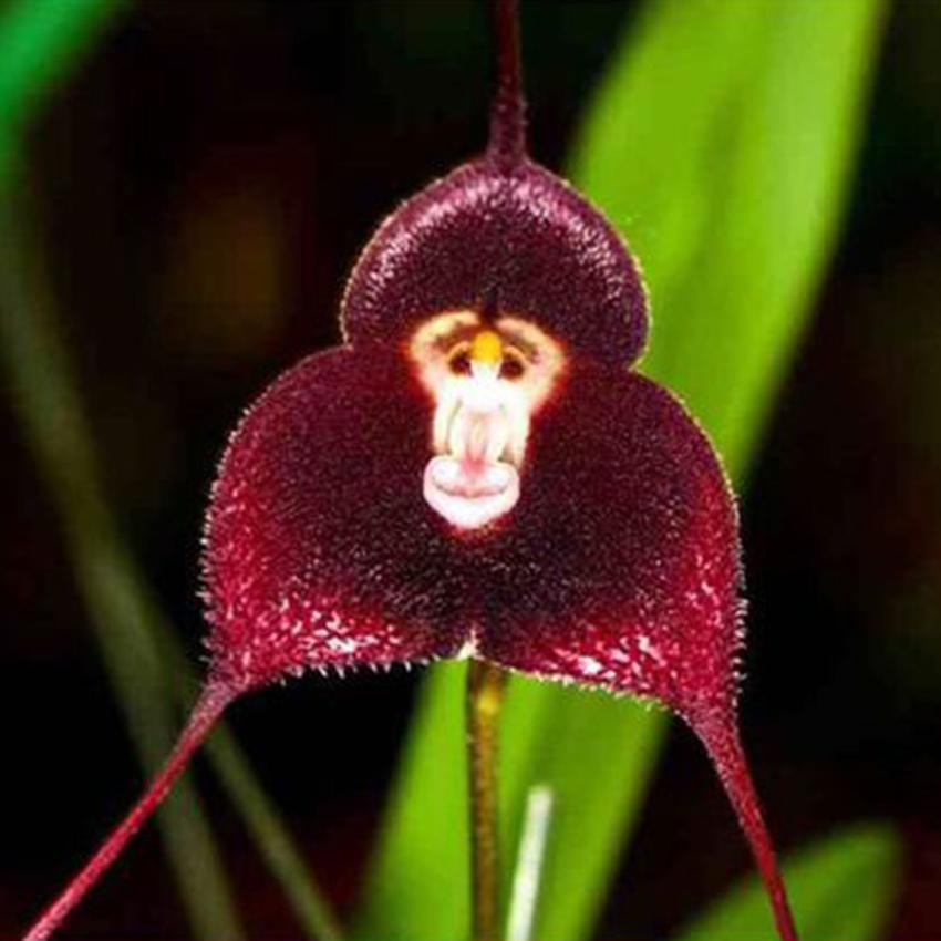 monkey flower seeds Heirloom Non-GMO Chocolate Monkey Orchid Flower Seeds – Rare Fragrant Blooms for Garden Planting
