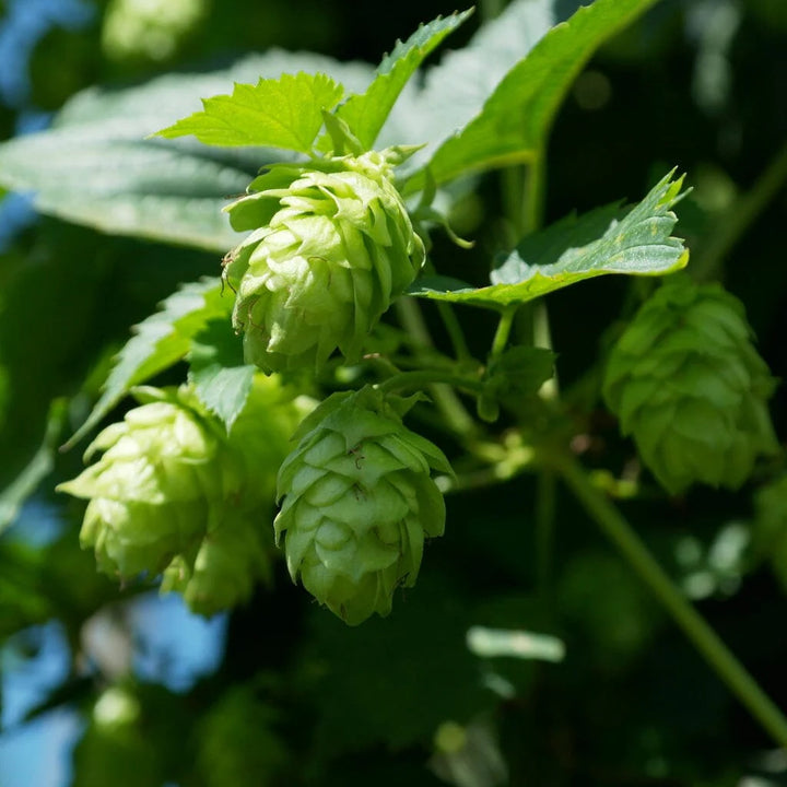 Humulus Lupulus Plant Seeds for Planting – Hardy Perennial Hops for Brewing & Ornamental Gardens