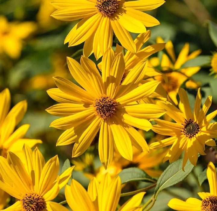 Yellow Maximilian Sunflower Seeds for Planting – Heirloom, Non-GMO, Perennial Pollinator-Friendly Blooms