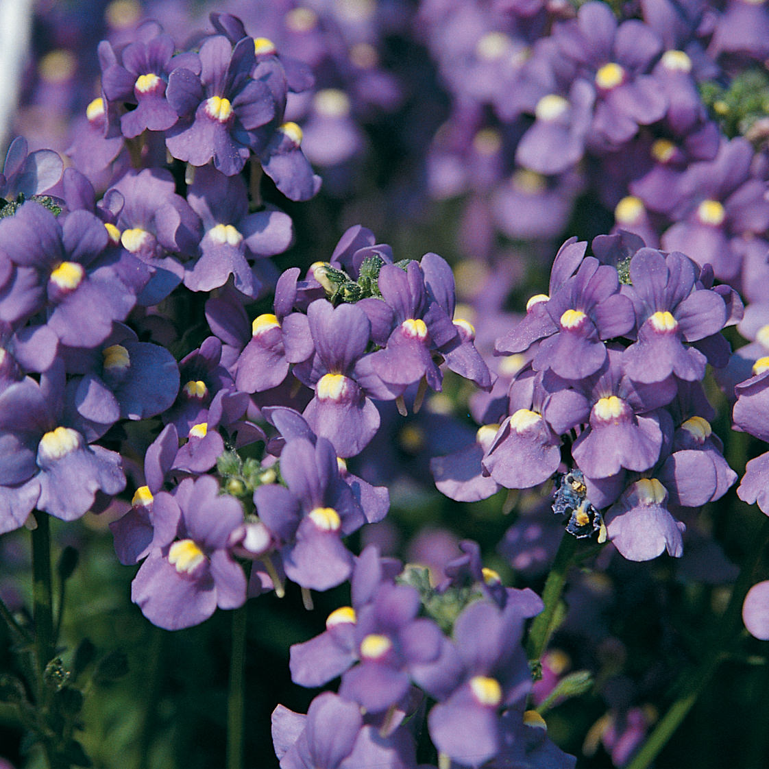 neesia altissima Nemesia Strumosa Purple Seeds for Planting – Organic, Heirloom, Non-GM – Neeraseeds