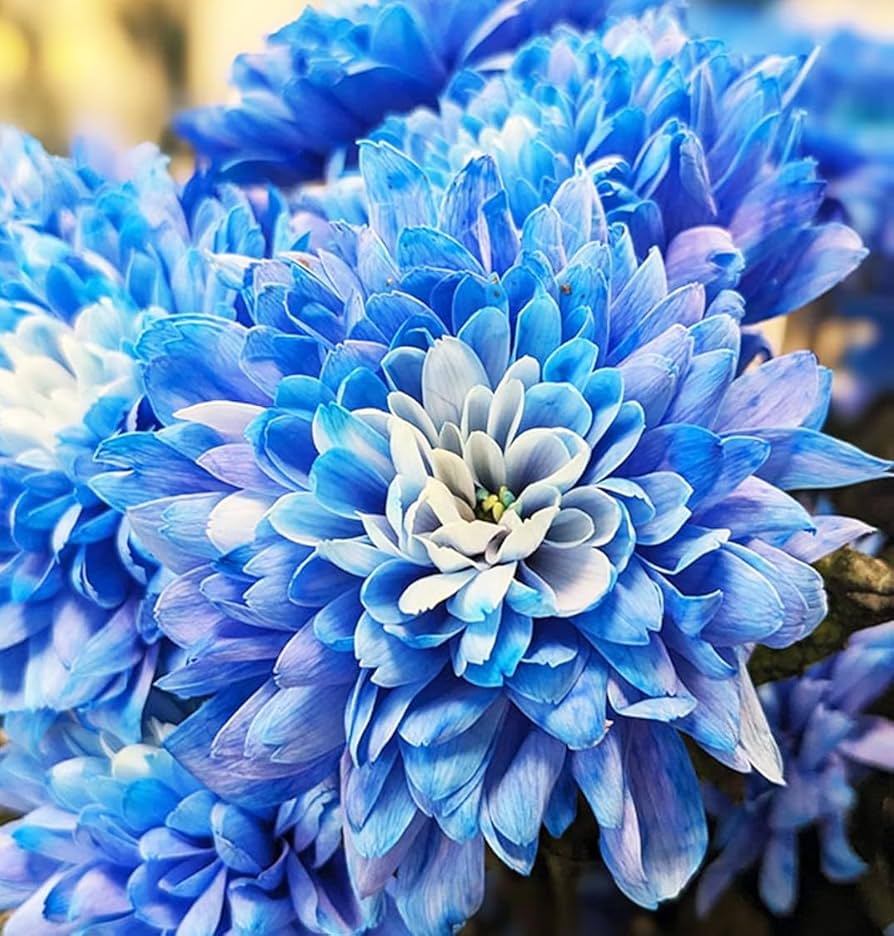 Blue White Chrysanthemum Flower Seeds – Heirloom, Non-GMO Seeds for Planting Garden Blooms
