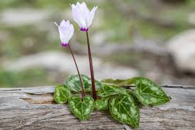 Purple White Cyclamen Flower Seeds for Planting – Heirloom, Non-GMO, High Germination Organic Garden Seeds