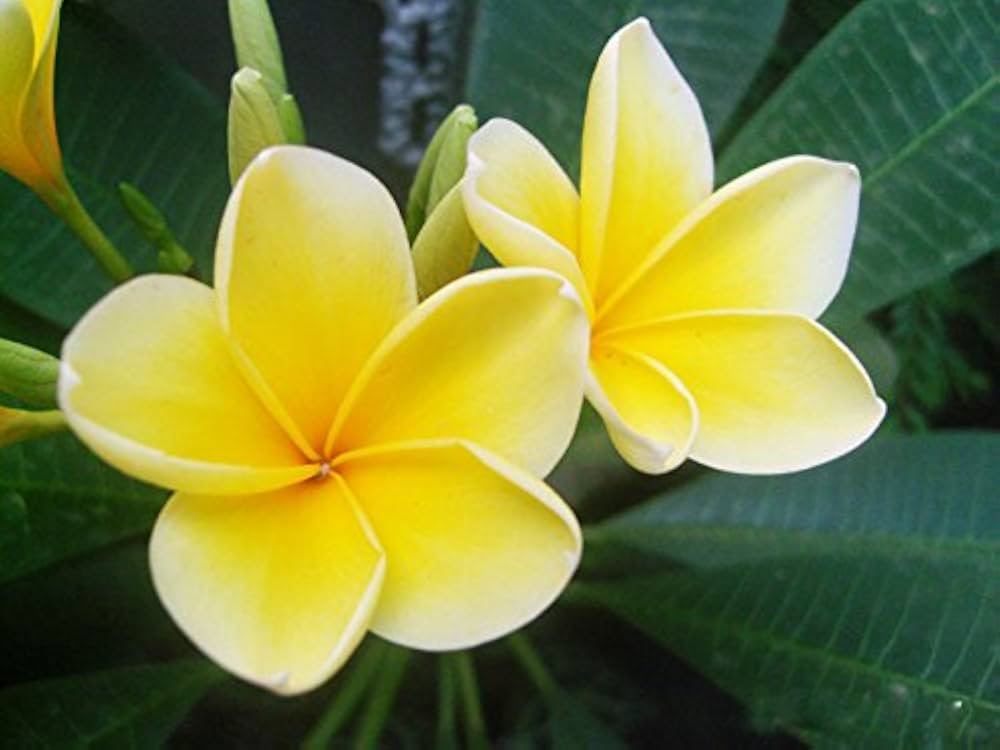 Yellow White Egg Flower Seeds for Planting – Heirloom Non-GMO High Germination Organic Garden Seeds