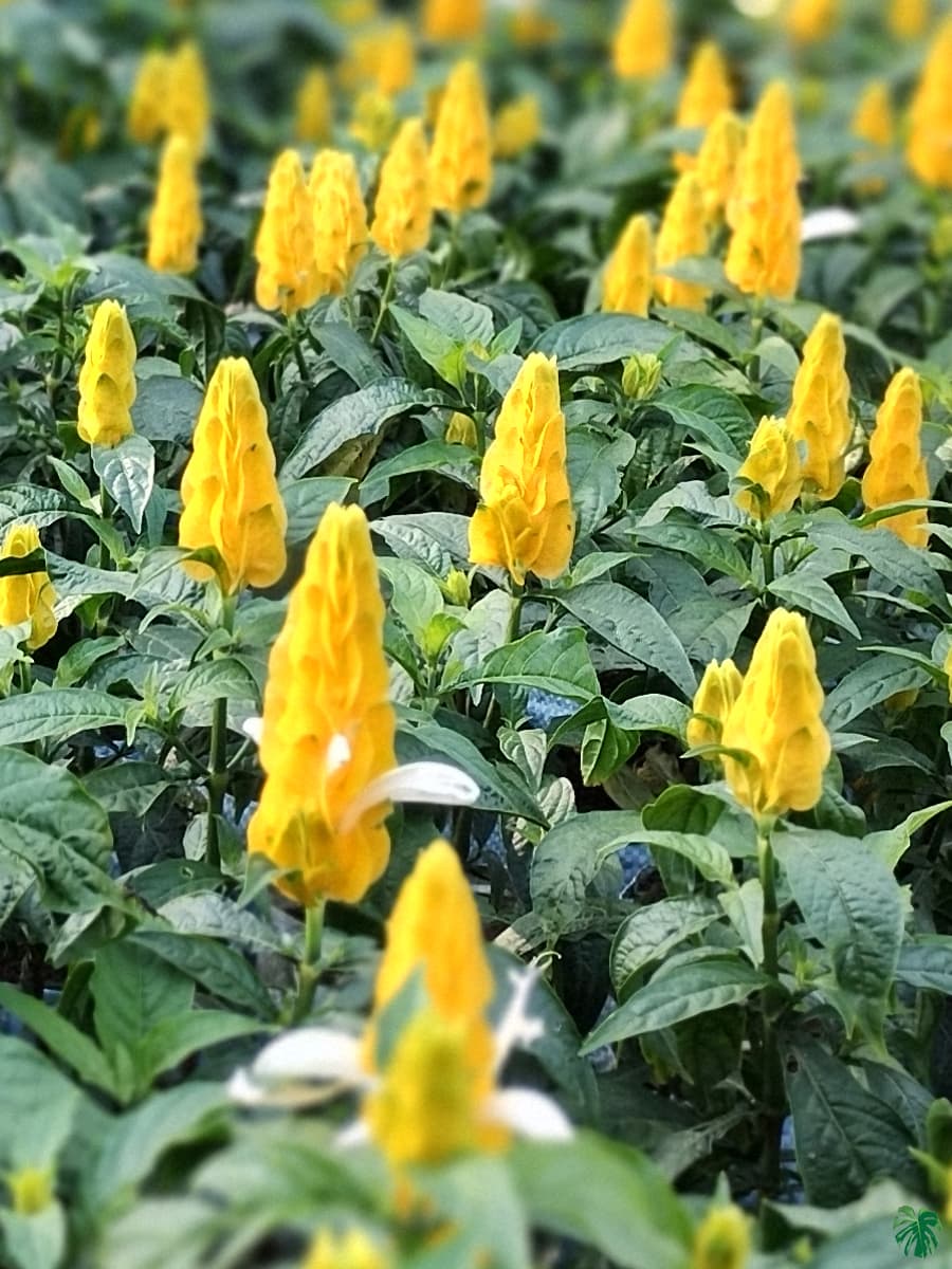 Yellow Crossandra Flower Seeds for Planting – Heirloom, Non-GMO, High Germination Organic Garden Seeds